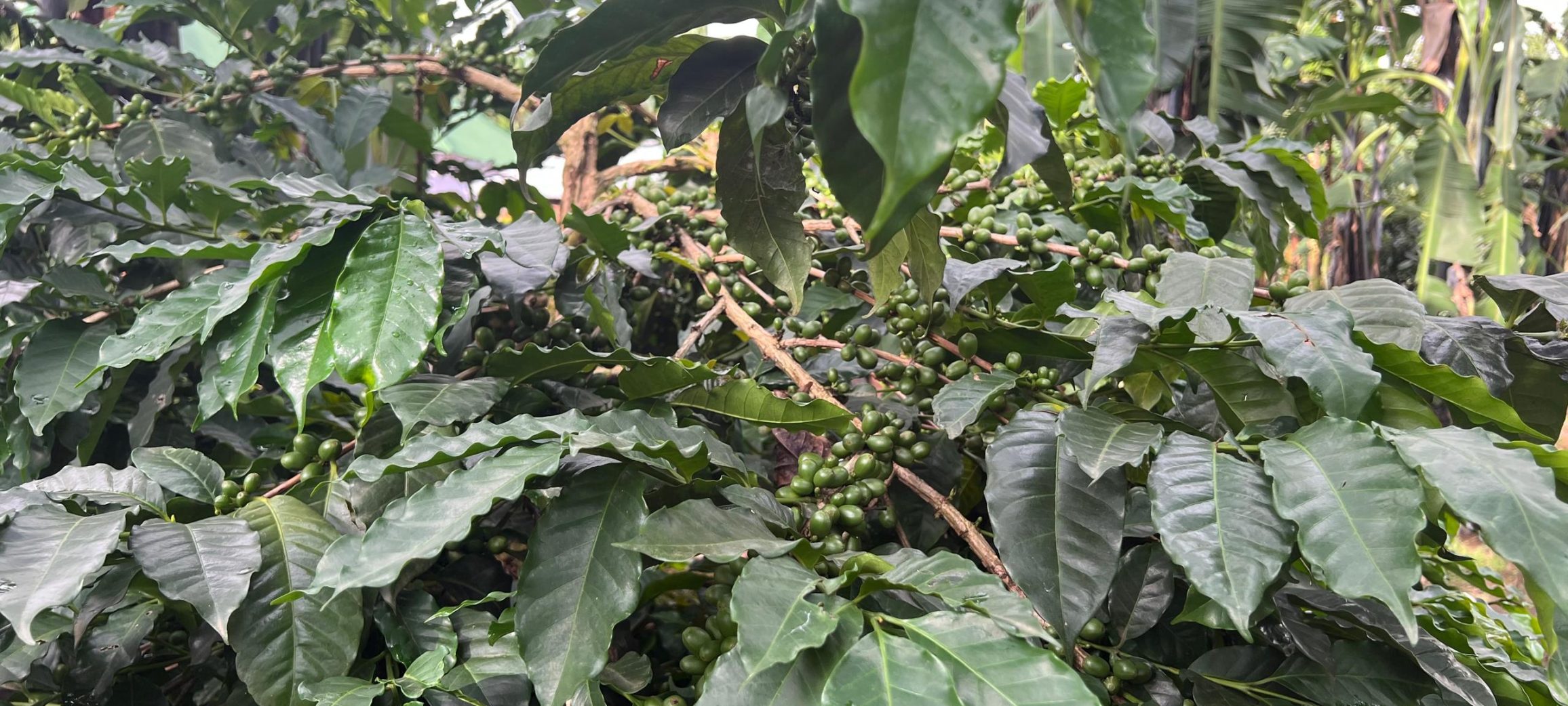 Phoisec TanzaniaWhatsApp Image 2025-04-02 at 08.50.49