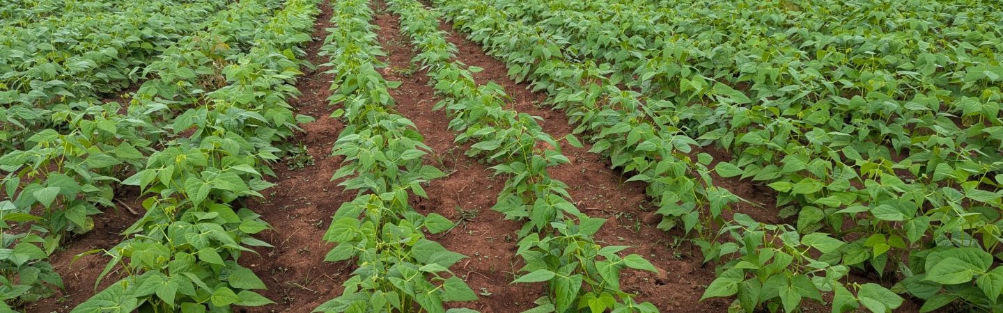 Phoisec TanzaniaWhatsApp Image 2025-04-16 at 10.34.51 (1)