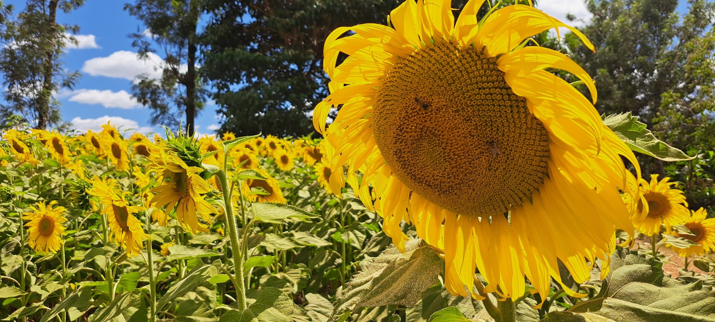 Phoisec TanzaniaWhatsApp Image 2025-04-16 at 10.34.57 (1)